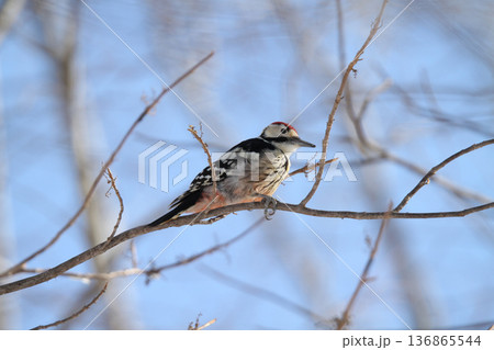 木の実を食べるオオアカゲラ、大赤啄木鳥、エゾオオアカゲラ アカゲラ 北海道野鳥 木の実を食べるオオアカゲラ、大赤啄木鳥、エゾオオアカゲラ アカゲラ 北海道野鳥 136865544