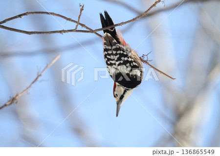 木の実を食べるオオアカゲラ、大赤啄木鳥、エゾオオアカゲラ　アカゲラ　北海道野鳥 136865549