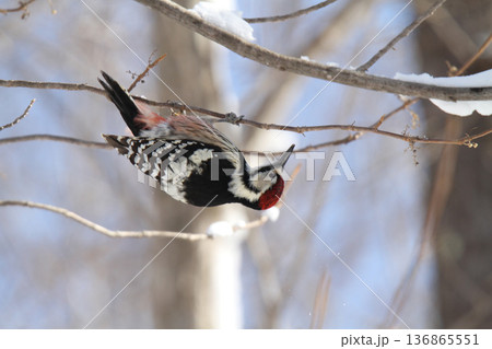 木の実を食べるオオアカゲラ、大赤啄木鳥、エゾオオアカゲラ アカゲラ 北海道野鳥 木の実を食べるオオアカゲラ、大赤啄木鳥、エゾオオアカゲラ アカゲラ 北海道野鳥 136865551