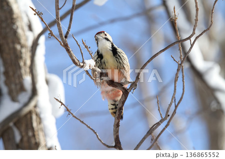 木の実を食べるオオアカゲラ、大赤啄木鳥、エゾオオアカゲラ アカゲラ 北海道野鳥 木の実を食べるオオアカゲラ、大赤啄木鳥、エゾオオアカゲラ アカゲラ 北海道野鳥 136865552