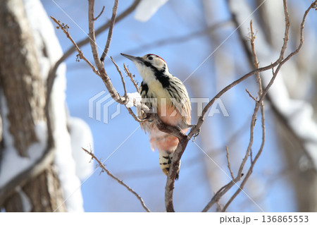 木の実を食べるオオアカゲラ、大赤啄木鳥、エゾオオアカゲラ アカゲラ 北海道野鳥 木の実を食べるオオアカゲラ、大赤啄木鳥、エゾオオアカゲラ アカゲラ 北海道野鳥 136865553