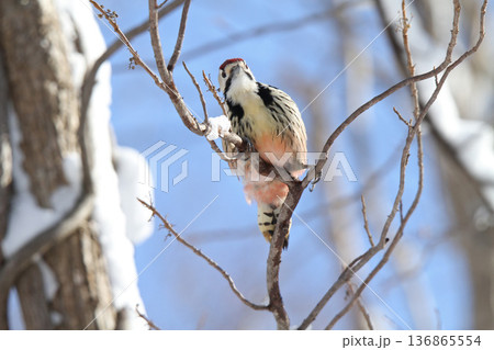 木の実を食べるオオアカゲラ、大赤啄木鳥、エゾオオアカゲラ　アカゲラ　北海道野鳥 136865554