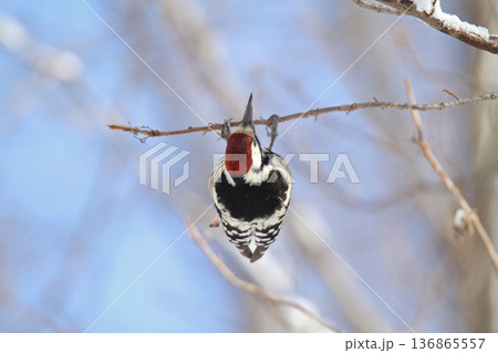 木の実を食べるオオアカゲラ、大赤啄木鳥、エゾオオアカゲラ アカゲラ 北海道野鳥 木の実を食べるオオアカゲラ、大赤啄木鳥、エゾオオアカゲラ アカゲラ 北海道野鳥 136865557
