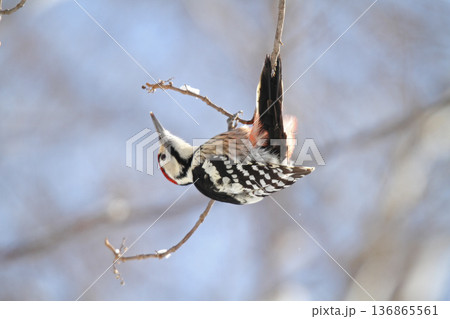 木の実を食べるオオアカゲラ、大赤啄木鳥、エゾオオアカゲラ アカゲラ 北海道野鳥 木の実を食べるオオアカゲラ、大赤啄木鳥、エゾオオアカゲラ アカゲラ 北海道野鳥 136865561