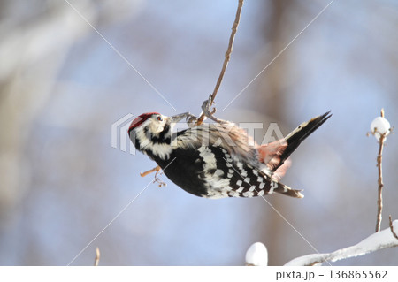木の実を食べるオオアカゲラ、大赤啄木鳥、エゾオオアカゲラ アカゲラ 北海道野鳥 木の実を食べるオオアカゲラ、大赤啄木鳥、エゾオオアカゲラ アカゲラ 北海道野鳥 136865562