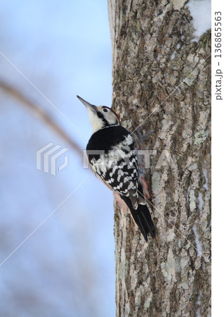 オオアカゲラ、大赤啄木鳥、エゾオオアカゲラ　アカゲラ　北海道野鳥 136865563