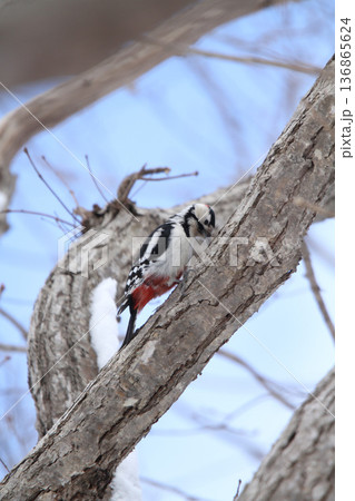 エゾアカゲラ アカゲラ ♂ キツツキ 北海道野鳥 エゾアカゲラ アカゲラ ♂ キツツキ 北海道野鳥 136865624