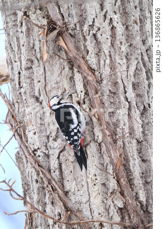 エゾアカゲラ アカゲラ ♂ キツツキ 北海道野鳥 エゾアカゲラ アカゲラ ♂ キツツキ 北海道野鳥 136865626