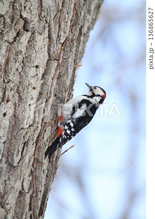 エゾアカゲラ アカゲラ ♂ キツツキ 北海道野鳥 エゾアカゲラ アカゲラ ♂ キツツキ 北海道野鳥 136865627