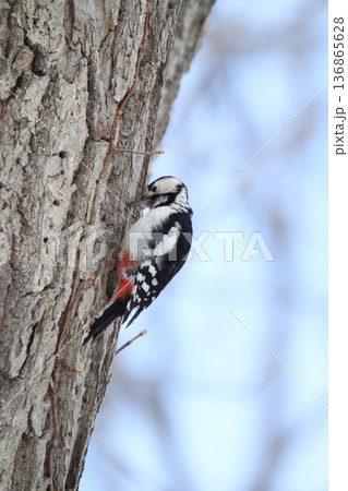 エゾアカゲラ　アカゲラ　♂　キツツキ　北海道野鳥 136865628