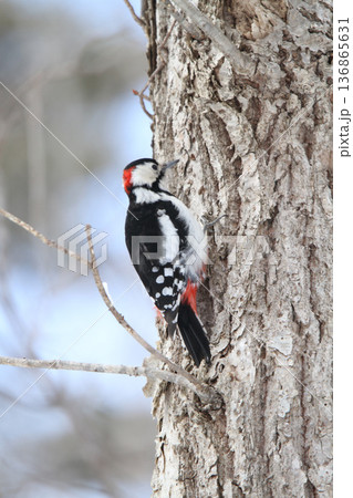 エゾアカゲラ　アカゲラ　♂　キツツキ　北海道野鳥 136865631