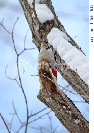 エゾアカゲラ　アカゲラ　♂　キツツキ　北海道野鳥 136865633