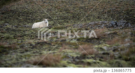 White ram resting in the middle of harsh landscape covered by rocks and lichen, Highlands, Iceland 136865775