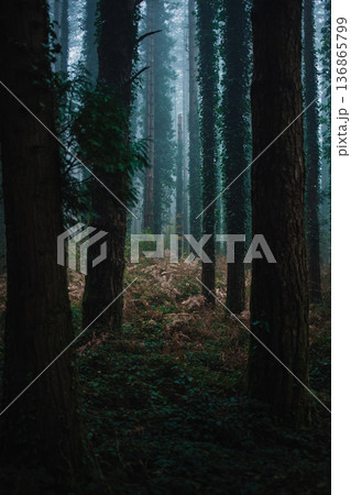 Autumnal Atmosphere Inside A Woodland During Fall 136865799