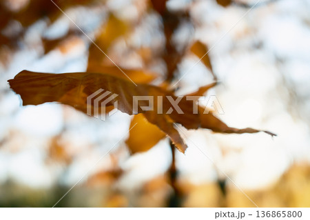 Single Leaf Under The Sun In Autumn, Close Up 136865800