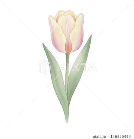 ピンクのチューリップ水彩イラスト｜春のシンプルなボタニカル素材 136866439
