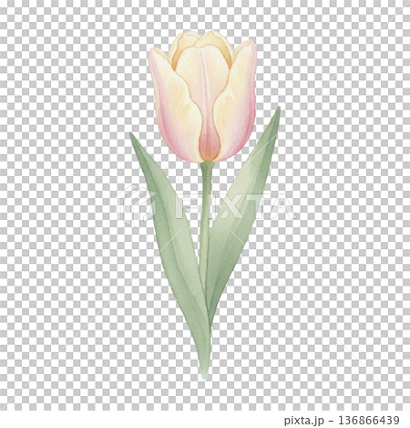 ピンクのチューリップ水彩イラスト｜春のシンプルなボタニカル素材 136866439