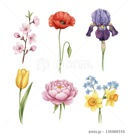 春の花 水彩イラストセット(桜・チューリップ・ポピー・アイリス他) 春の花 水彩イラストセット(桜・チューリップ・ポピー・アイリス他) 136866550