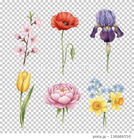 春の花 水彩イラストセット(桜・チューリップ・ポピー・アイリス他) 春の花 水彩イラストセット(桜・チューリップ・ポピー・アイリス他) 136866550