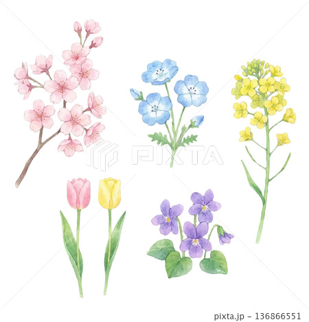 春の花 水彩イラストセット（桜・ネモフィラ・菜の花・チューリップ・スミレ） 136866551