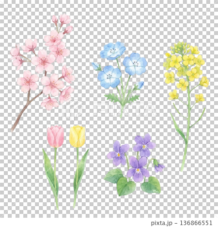 春の花 水彩イラストセット（桜・ネモフィラ・菜の花・チューリップ・スミレ） 136866551