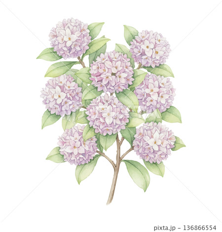 沈丁花（ジンチョウゲ）の水彩イラスト（春の花木素材） 136866554