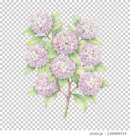 沈丁花（ジンチョウゲ）の水彩イラスト（春の花木素材） 136866554