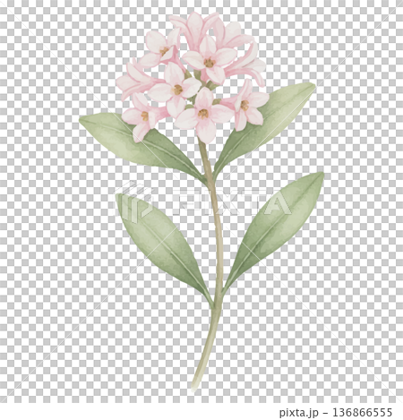 沈丁花の水彩イラスト（やさしい春のボタニカル素材） 136866555