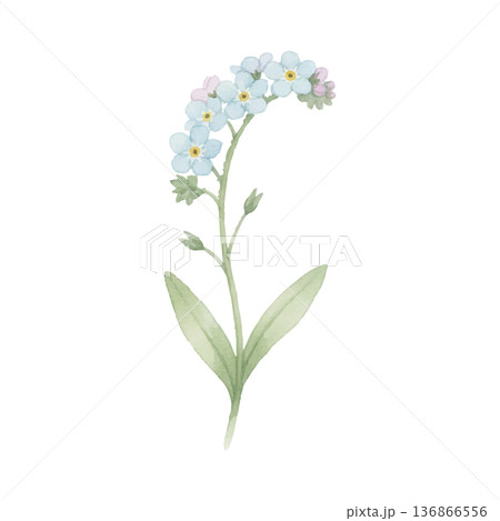 忘れな草の水彩イラスト(可憐なブルーフラワー素材) 忘れな草の水彩イラスト(可憐なブルーフラワー素材) 136866556