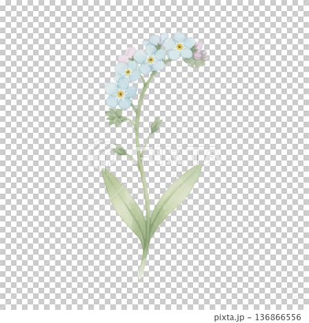 忘れな草の水彩イラスト(可憐なブルーフラワー素材) 忘れな草の水彩イラスト(可憐なブルーフラワー素材) 136866556