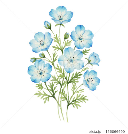 ネモフィラの水彩イラスト（爽やかな青い春の花素材） 136866690