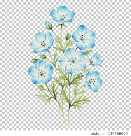 ネモフィラの水彩イラスト（爽やかな青い春の花素材） 136866690
