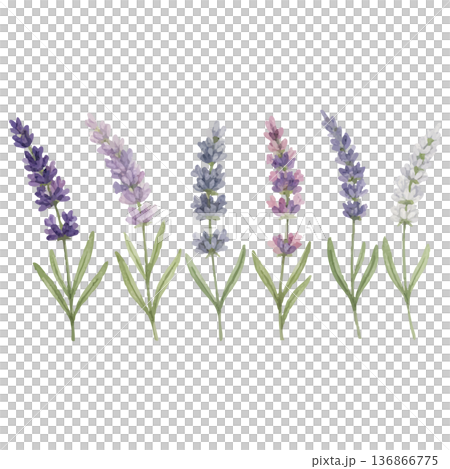 水彩薰衣草6色組 花卉材料 植物學插圖 薰衣草水彩花卉套裝 136866775