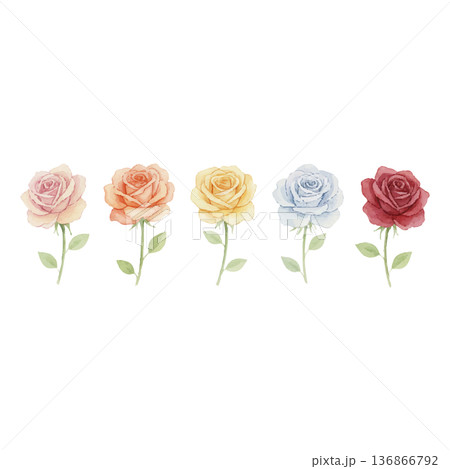 水彩バラ5色セット花素材イラストWatercolorRoseFlowerSet 136866792