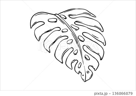 Tropical monstera leaf line art. Vector illustration exotic tropical monstera. Sketch of a tropical leaf in outline style. Black and white outline illustration leaves and branches of exotic plants Tropical monstera leaf line art. Vector illustration exotic tropical monstera. Sketch of a tropical leaf in outline style. Black and white outline illustration leaves and branches of exotic plants 136866879