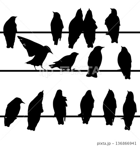 Silhouette of starlings on wires. Hand drawn. Not AI, vector illustration. 136866941