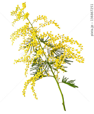 twig of mimosa tree isolated on white background twig of mimosa tree isolated on white background 136867251