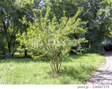 Caragana arborescens, the Siberian peashrub, Siberian pea-tree, or caragana, is a species of legume native to Siberia and parts of China (Heilongjiang Xinjiang) and neighboring Mongolia and Kaza Caragana arborescens, the Siberian peashrub, Siberian pea-tree, or caragana, is a species of legume native to Siberia and parts of China (Heilongjiang Xinjiang) and neighboring Mongolia and Kaza 136867379