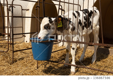 Calf drinks in paddock at livestock farm Calf drinks in paddock at livestock farm 136867386