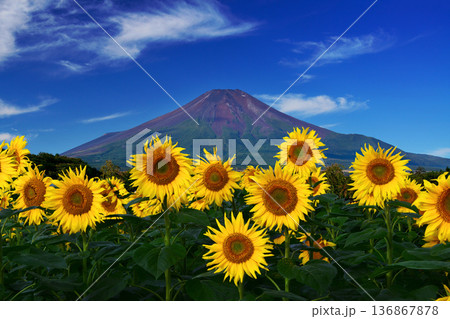 ひまわりと夏の富士山 ひまわりと夏の富士山 136867878