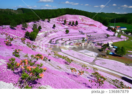 北海道芝桜公園 北海道芝桜公園 136867879