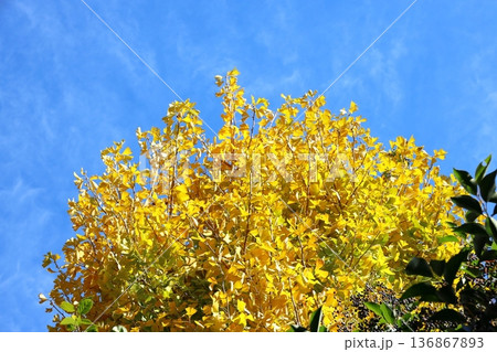 イチョウの紅葉 136867893