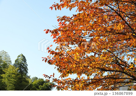 桜の木の紅葉 桜の木の紅葉 136867899