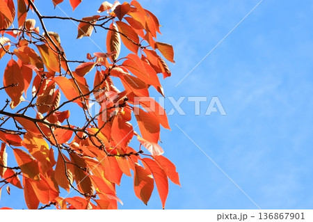 桜の木の紅葉 桜の木の紅葉 136867901