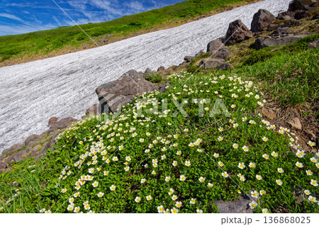 鳥海山・心字雪の雪渓とチングルマ群落 136868025
