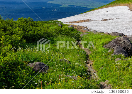 高山植物咲く鳥海山・心字雪の雪渓と庄内平野の眺め 高山植物咲く鳥海山・心字雪の雪渓と庄内平野の眺め 136868026