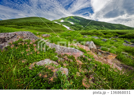 鳥海山・河原宿付近のチングルマの花穂と心字雪・外輪山稜線 136868031