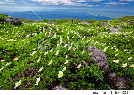 鳥海山・月山森付近のチングルマ群落と庄内平野の眺め 136868034