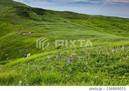 鳥海山・象潟口コース分岐付近の花畑 鳥海山・象潟口コース分岐付近の花畑 136868053