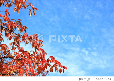 桜の木の紅葉 桜の木の紅葉 136868073